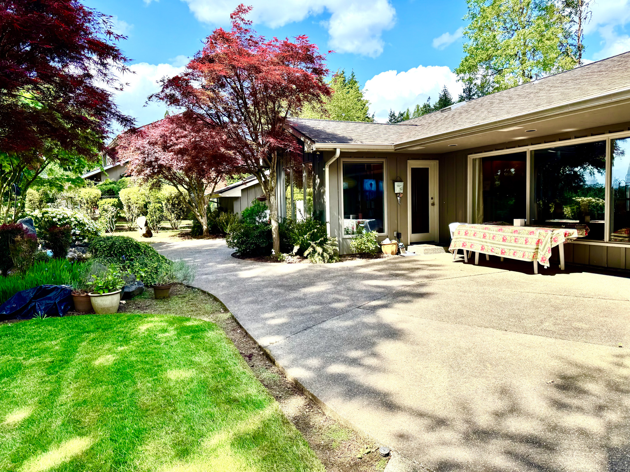 Japanese maple and patio